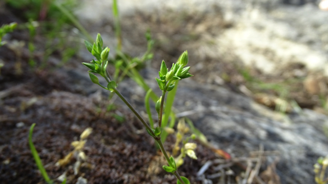 Steenhoornbloem - Cerastium pumilum