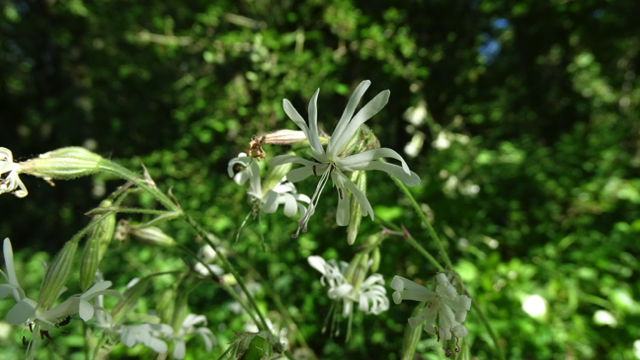 Nachtsilene - Silene nutans