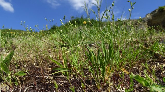Tengere veldmuur - Sabulina tenuifolia