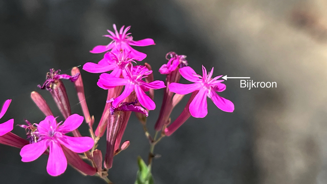 Pekbloem - Silene armeria
