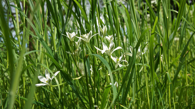 Gewone vogelmelk - Ornithogalum umbellatum