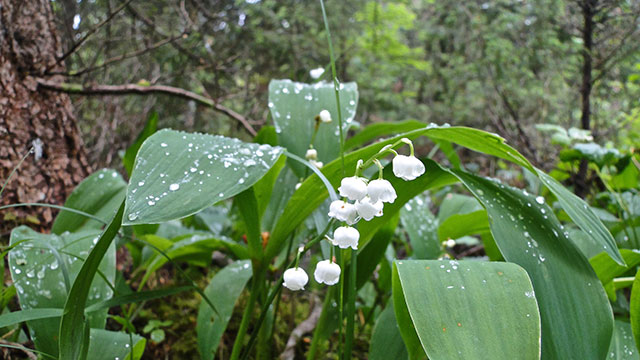 Lelietje-van-dalen - Convallaria majalis