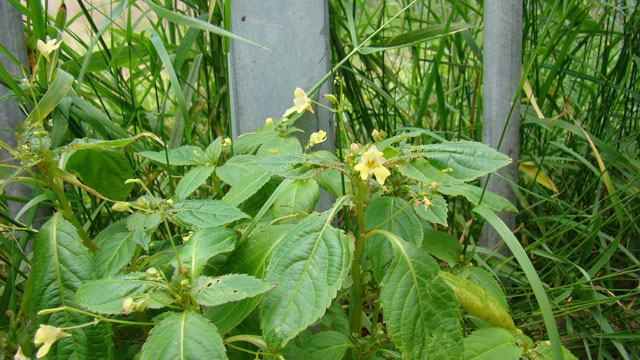 Klein springzaad - Impatiens parviflora