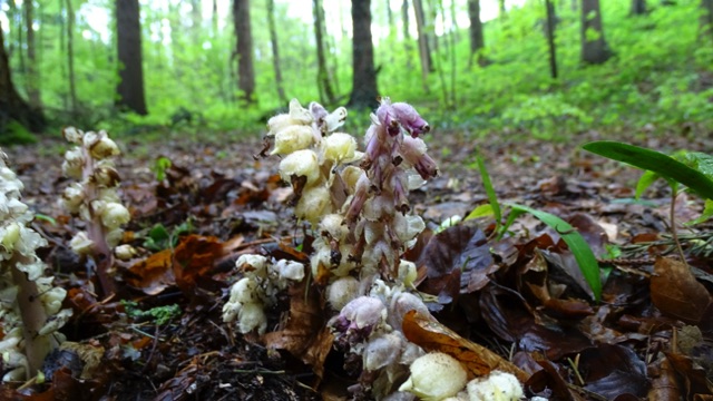 Bleke schubwortel - Lathraea squamaria