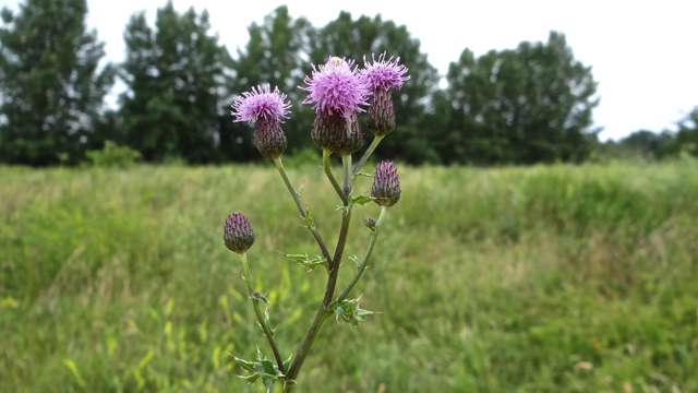 Akkerdistel - Cirsium arvense