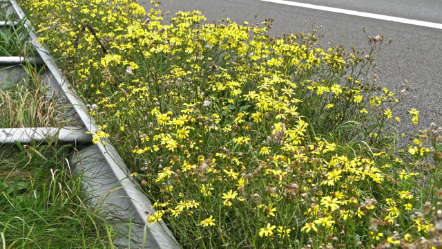 Bezemkruiskruid - Senecio inaequidens