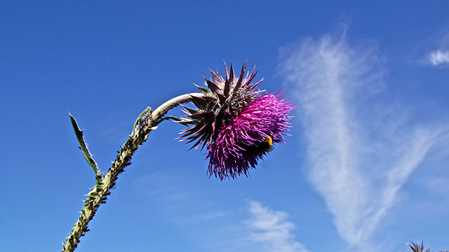 Knikkende distel - Carduus nuta