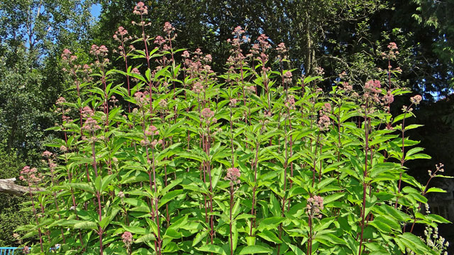 Koninginnekruid - Eupatorium cannabinum