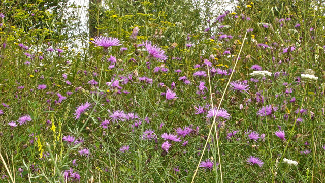 Rijncentaurie - Centaurea stoebe