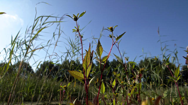 Zwart tandzaad - Bidens frondosa