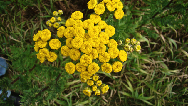 Boerenwormkruid - Tanacetum vulgare L.