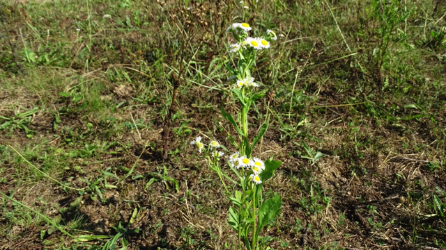 Zomerfijnstraal - Erigeron annuus