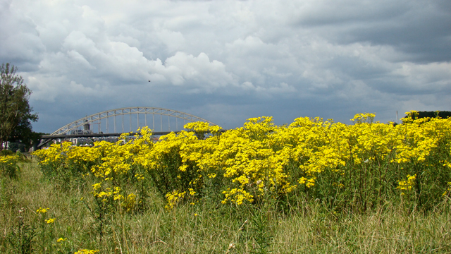 Jakobskruiskruid - Jacobaea vulgaris subsp. vulgaris