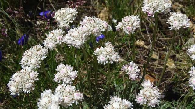 Rozenkransje - Antennaria dioica