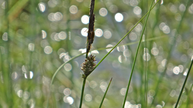 Draadzegge - Carex lasiocarpa