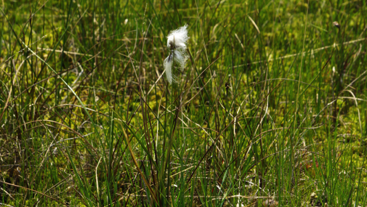 Veenpluis - Eriophorum angustifolium