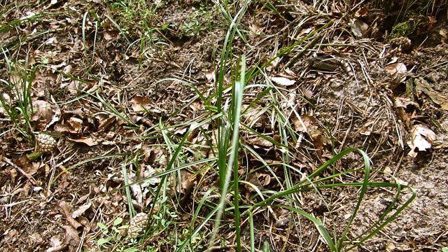 Zandzegge - Carex arenaria