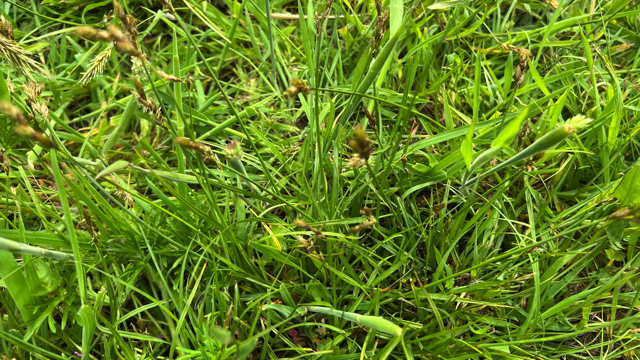 Hazenzegge - Carex leporina
