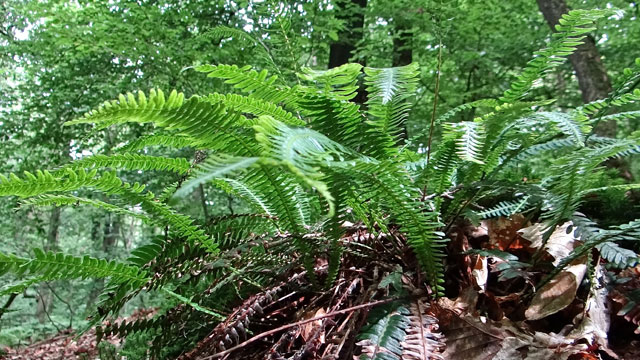 Dubbelloof - Blechnum spicant