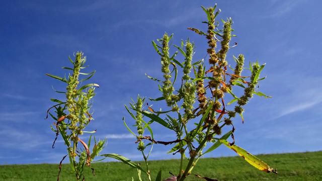 Goudzuring - Rumex maritimus