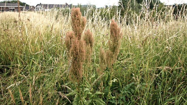 Tuinzuring - Rumex rugosus