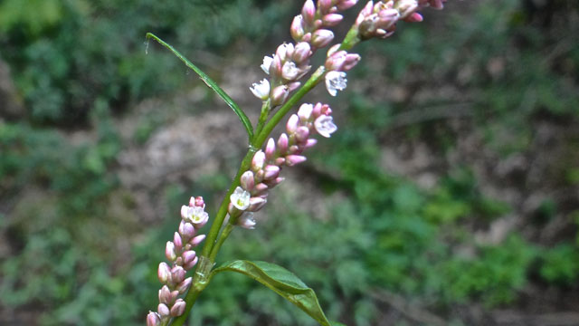 Waterpeper - Persicaria hydropiper