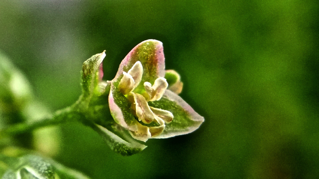 Waterzuring - Rumex hydrolapathum