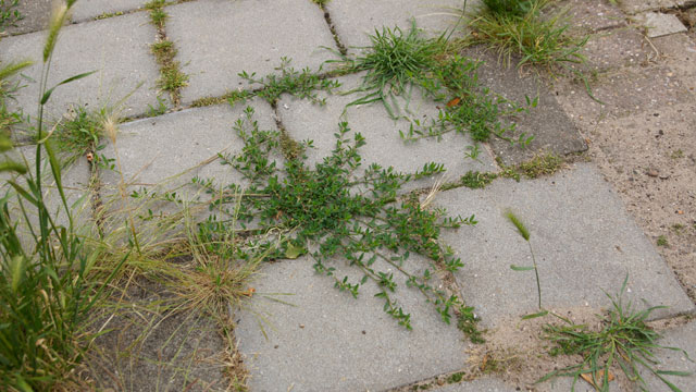 Varkensgras - Polygonum aviculare