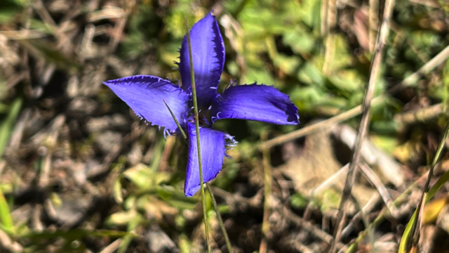 Franjegentiaan - Gentianopsis ciliata