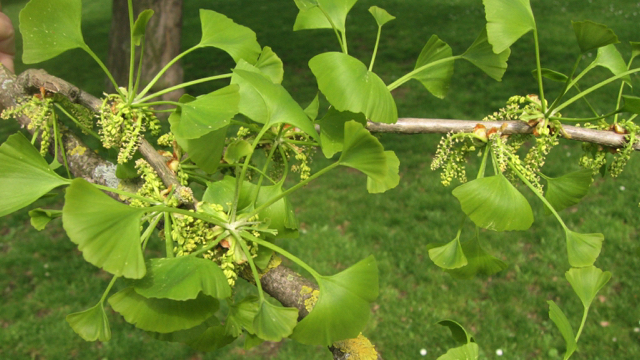 Japanse notenboom - Ginkgo biloba