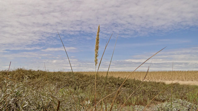 Helm - Ammophila arenaria