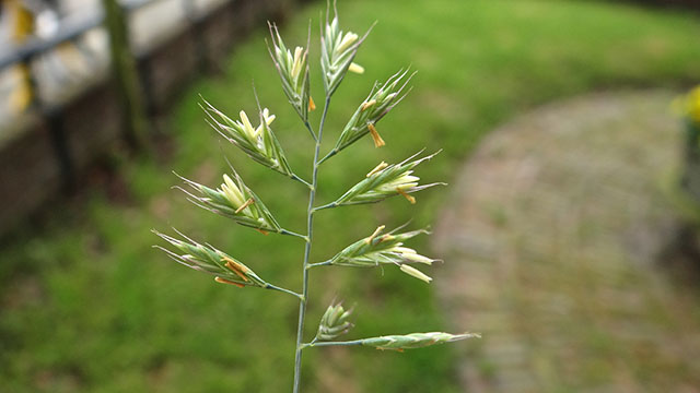 Hard zwenkgras - Festuca cinerea