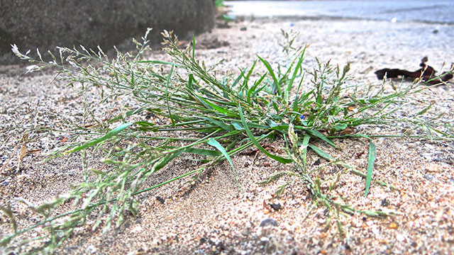 Stijf straatliefdegras - Eragrostis multicaulis