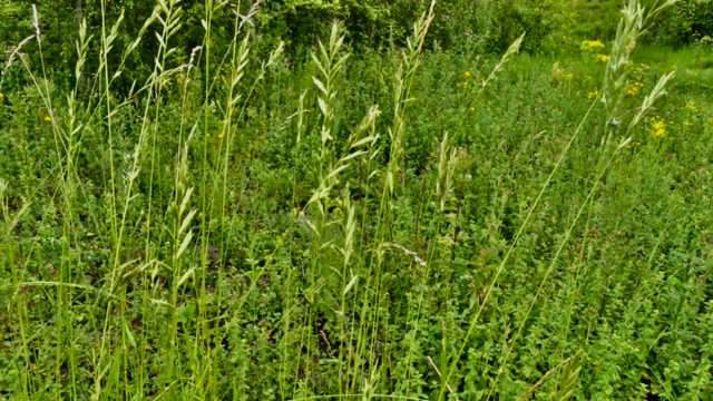 Gevinde kortsteel - Brachypodium pinnatum