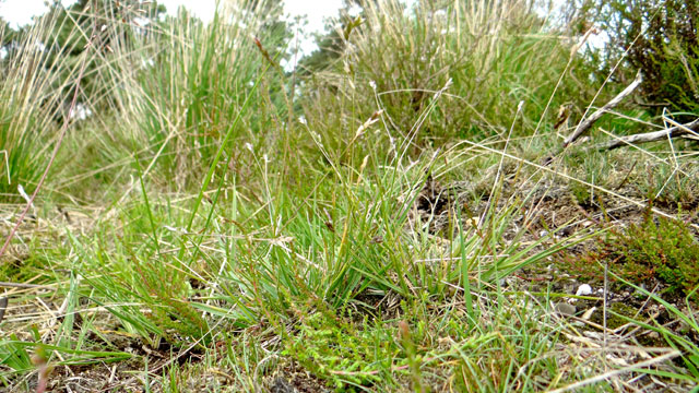 Tandjesgras - Danthonia decumbens