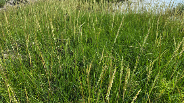 Engels slijkgras - Spartina anglica