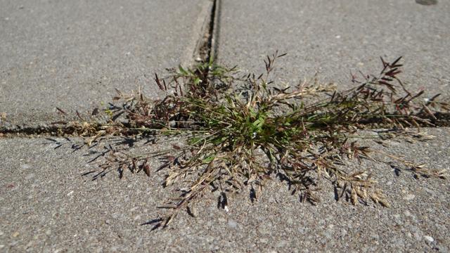 Klein liefdegras - Eragrostis minor