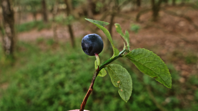 Blauwe bosbes - Vaccinium myrtillus