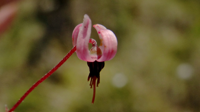 Kleine veenbes - Vaccinium oxycoccos