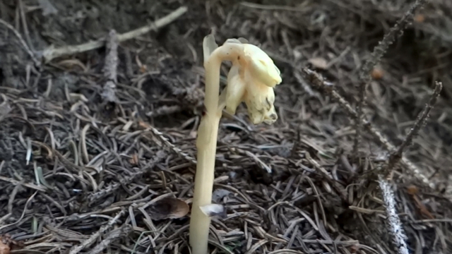 Stofzaad - Monotropa hypopitys