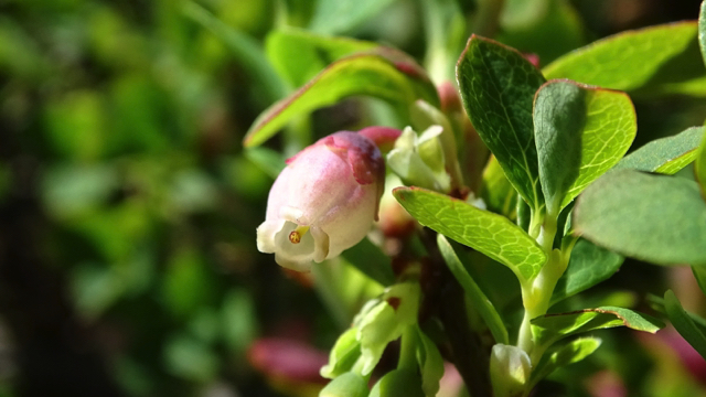 Rijsbes - Vaccinium uliginosum