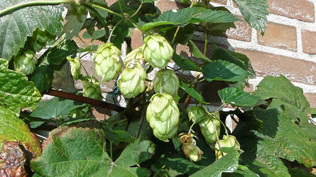 Hop - Humulus lupulus 