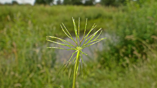 Grof hoornblad - Ceratophyllum demersum