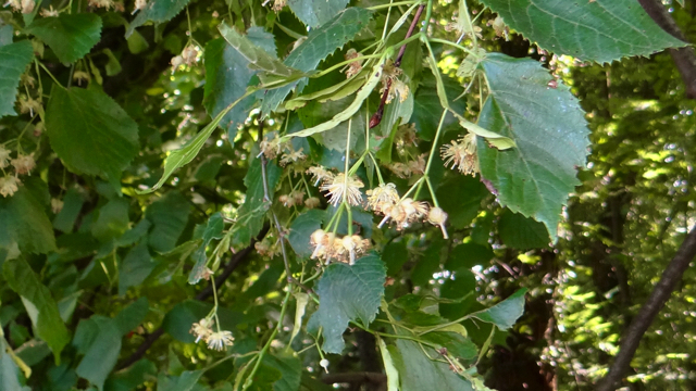 Zomerlinde - Tilia platyphyllos