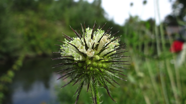 Kleine kaardenbol - Dipsacus pilosus