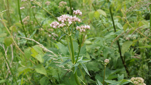 Echte valeriaan - Valeriana officinalis