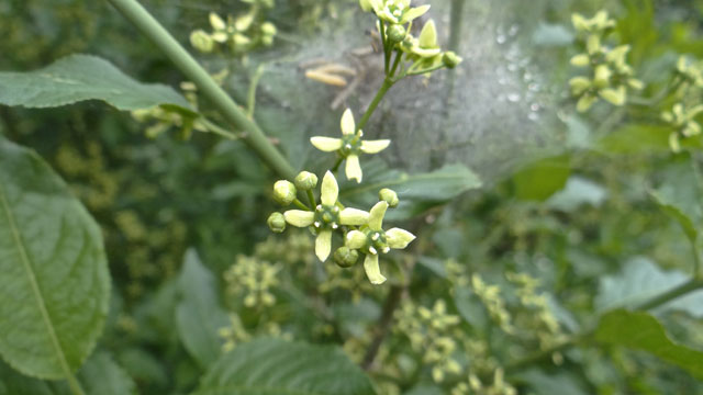 Wilde kardinaalsmuts - Euonymus europaeus