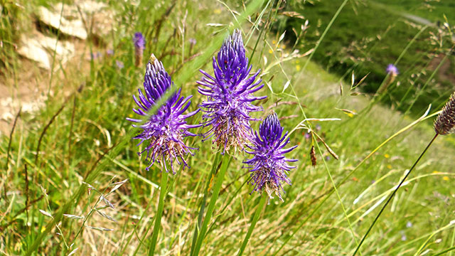 Zwartblauwe rapunzel - Phyteuma spicatum s. nigrum