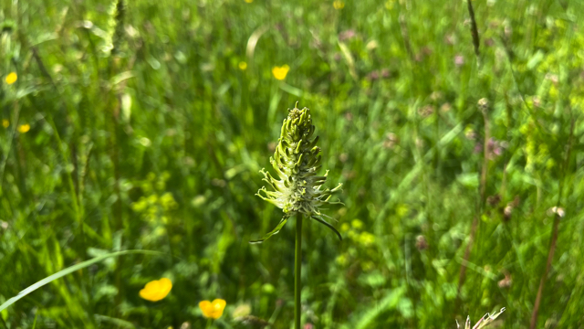 Witte rapunzel - Phyteuma spicatum