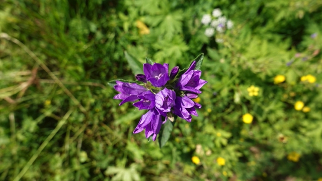 Kluwenklokje - Campanula glomerata